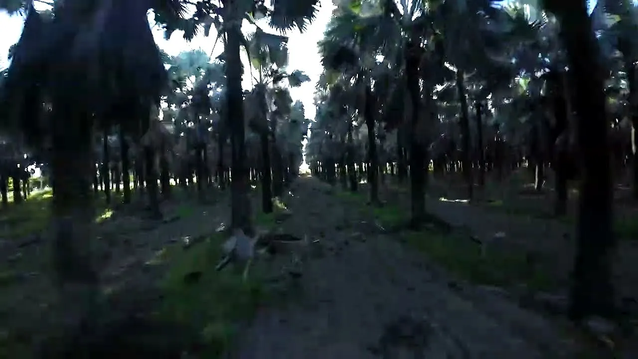 Palm Lot